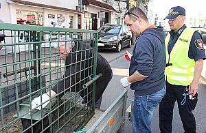 Bóbr w centrum, łoś na Targowej. Dzikie zwierzęta lubią Legionowo