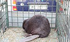 Bóbr w centrum, łoś na Targowej. Dzikie zwierzęta lubią Legionowo