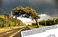 PKP rozwiewa wątpliwości. Falenicka sosna pod topór