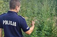 Marihuana obok stacji metra