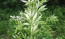 Marihuana obok stacji metra