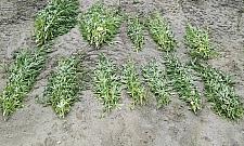 Marihuana obok stacji metra