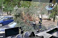 Konar zabi� wiceburmistrza. Tragedia w Niepor�cie