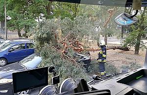 Konar zabił wiceburmistrza. Tragedia w Nieporęcie