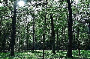 Zakaz wstępu do rezerwatu w Wawrze. Od ponad 60 lat