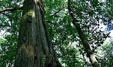 Zakaz wstępu do rezerwatu w Wawrze. Od ponad 60 lat