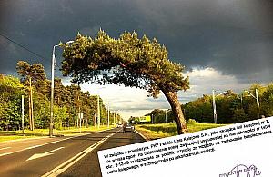 "Nie ma powodu, by wycinać". Gronkiewicz-Waltz ma rację?