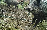 Niebezpieczne dokarmianie dzików. Apel leśników