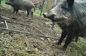 Niebezpieczne dokarmianie dzików. Apel leśników