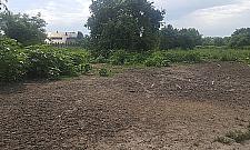 Niebezpieczne dokarmianie dzików. Apel leśników