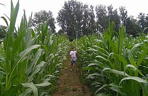 Labirynt wśród kukurydzy nad Kanałem Żerańskim