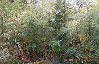 Marihuana na Białołęce. "Krzaki po dwa metry"