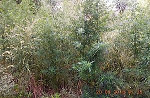 Marihuana na Białołęce. "Krzaki po dwa metry"