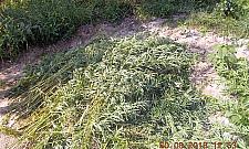 Marihuana na Białołęce. "Krzaki po dwa metry"