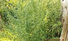 Marihuana na Białołęce. "Krzaki po dwa metry"