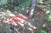 Dokarmiamy, więc przychodzą. Dziki do odstrzału