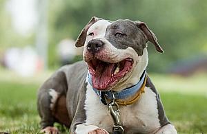 Skradziony amstaff znaleziony na Ogrodowej