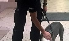 Skradziony amstaff znaleziony na Ogrodowej