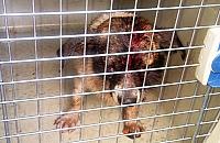 Katował psy. "Mąż nie daje im jeść"