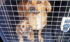 Katował psy. "Mąż nie daje im jeść"