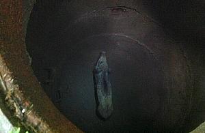 Akcja ratunkowa w Wawrze. Mały dzik w studzience