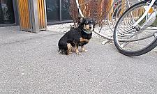 Spuszczone ze smyczy. Surowsze kary za niedopilnowanie psa?