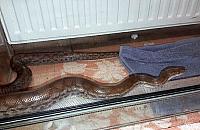 "Na moim podwórku jest wąż". Straż miejska złapała gada