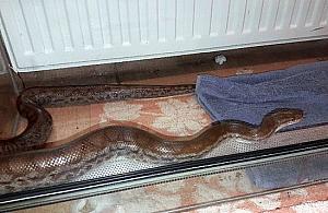 "Na moim podwórku jest wąż". Straż miejska złapała gada