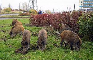 Polowania na dziki. Strzelają w miejskich lasach