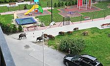 Polowania na dziki. Strzelają w miejskich lasach