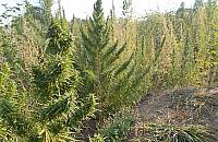 Marihuana nad zalewem. "Krzaki po 2,5 metra"