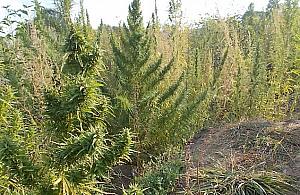 Marihuana nad zalewem. "Krzaki po 2,5 metra"