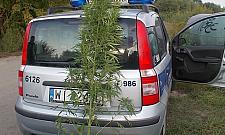 Marihuana nad zalewem. "Krzaki po 2,5 metra"