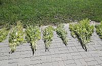 Marihuana na Bielanach. Plantacja zlikwidowana