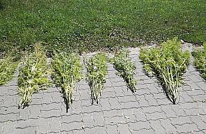 Marihuana na Bielanach. Plantacja zlikwidowana