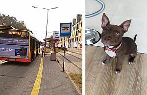 Kierowca autobusu wezwał policję do szczeniaka
