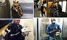 Kierowca autobusu wezwał policję do szczeniaka