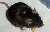 Hodowla szczurów w mieszkaniu na Wawrzyszewie. Sąsiedzi protestują