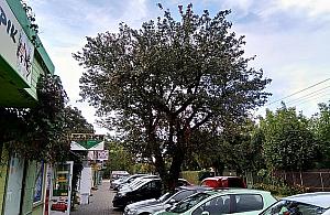 Grusza z Falenicy niedoceniona. "Trudno to zrozumieć"