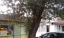 Grusza z Falenicy niedoceniona. "Trudno to zrozumieć"