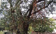 Grusza z Falenicy niedoceniona. "Trudno to zrozumieć"