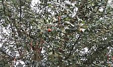 Grusza z Falenicy niedoceniona. "Trudno to zrozumieć"