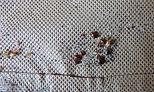 Pluskwy atakują. Mieszkańcy bloków muszą zrobić porządki