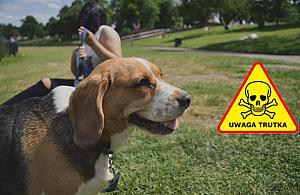 Znów trują psy. "Zdychają po sześciu dniach"