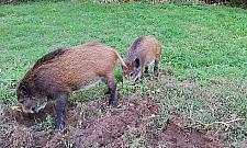 Tylko na Tarchominie: oko w oko z dzikiem