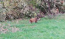 Tylko na Tarchominie: oko w oko z dzikiem