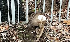 Sarna uwięziona w ogrodzeniu. Ekopatrol w akcji