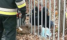 Sarna uwięziona w ogrodzeniu. Ekopatrol w akcji