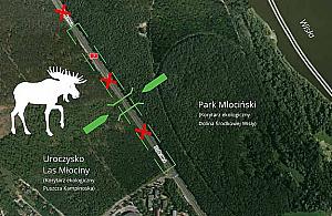 Łosie najważniejsze. Olbrzymie przejście podziemne nie dla ludzi