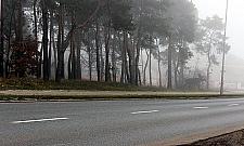 Łoś w lesie - straszy czy uświadamia? Zatrważające statystyki